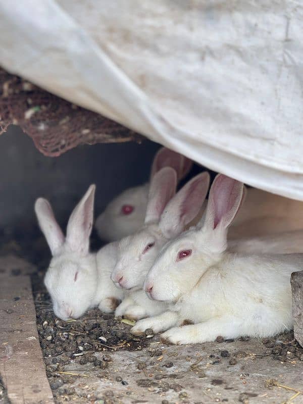 white rabbits 3