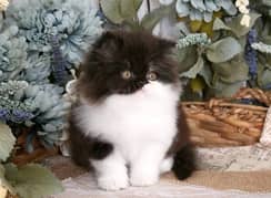 Persian kittens | triple Coated | Punch Face kittens For Sale