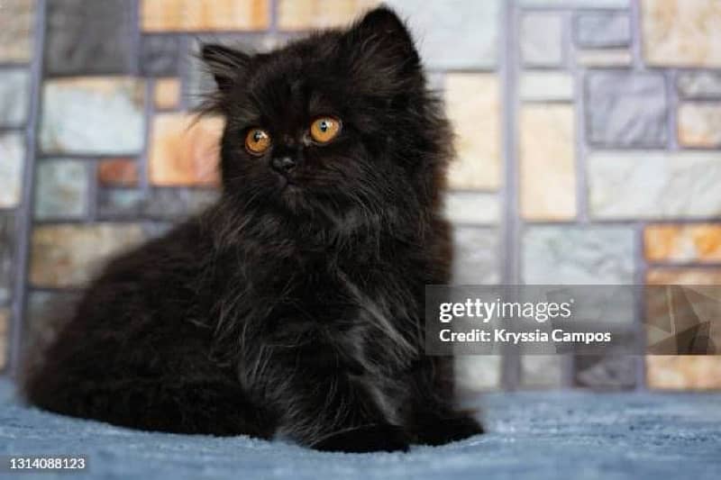 Persian kittens | triple Coated | Punch Face kittens For Sale 2