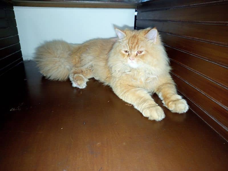 Persian kitten | Triple Coated | sami Punch face | brown | Persian cat 6