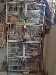 Cage nd Parrots for sale