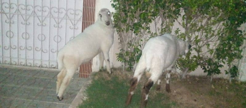 Sheeps for Sale 2