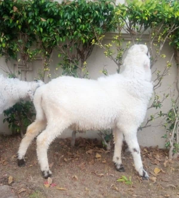 Sheeps for Sale 3