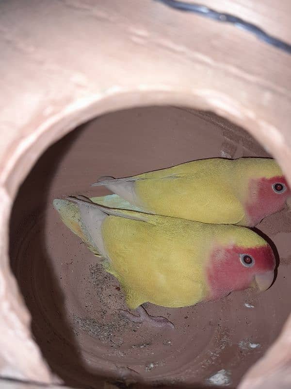 love birds breeder pair 1