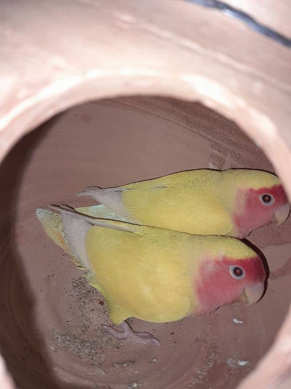 love birds breeder pair 2