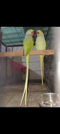 3paris full breed raw parrot