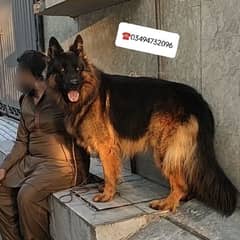 German Shepherd Male Pedigree