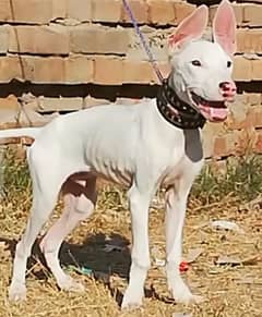 Raju Bhai Peshawar dog