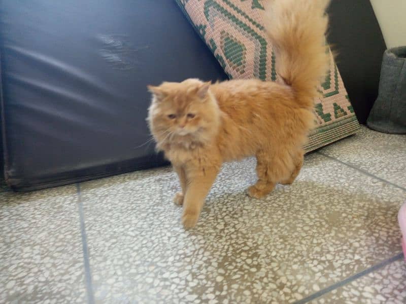 Persian kitten | Triple Coated | sami Punch face | brown | Persian cat 8