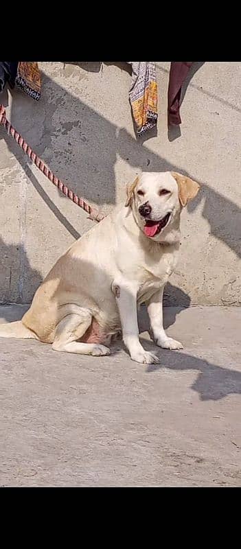 Labrador breeder female 1