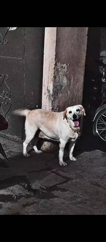 Labrador breeder female 2