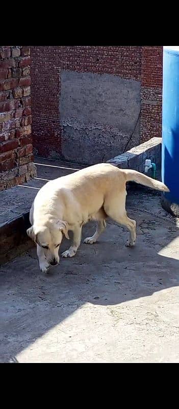 Labrador breeder female 3