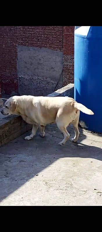 Labrador breeder female 4