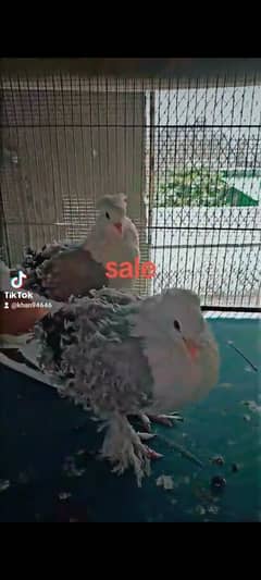 top quality pure marking pigeon argent sale all breeders pair