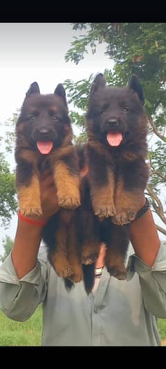 German Shepherd pair for sale /German Shepherd  pappies