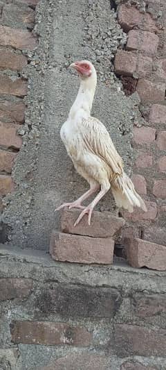 HEERA PATY and 8 CHICKS 03139874002