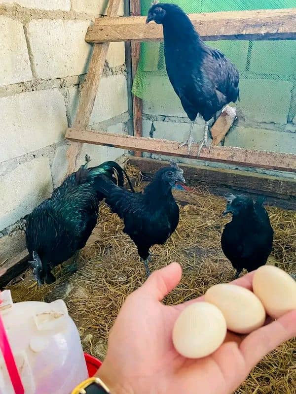 Ayam Cemani Eggs 6