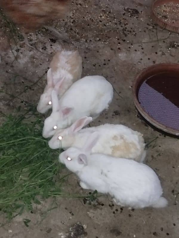 Selling Rabbit's 2 pairs 0