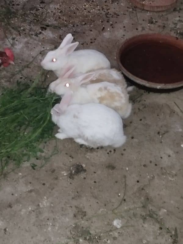 Selling Rabbit's 2 pairs 1