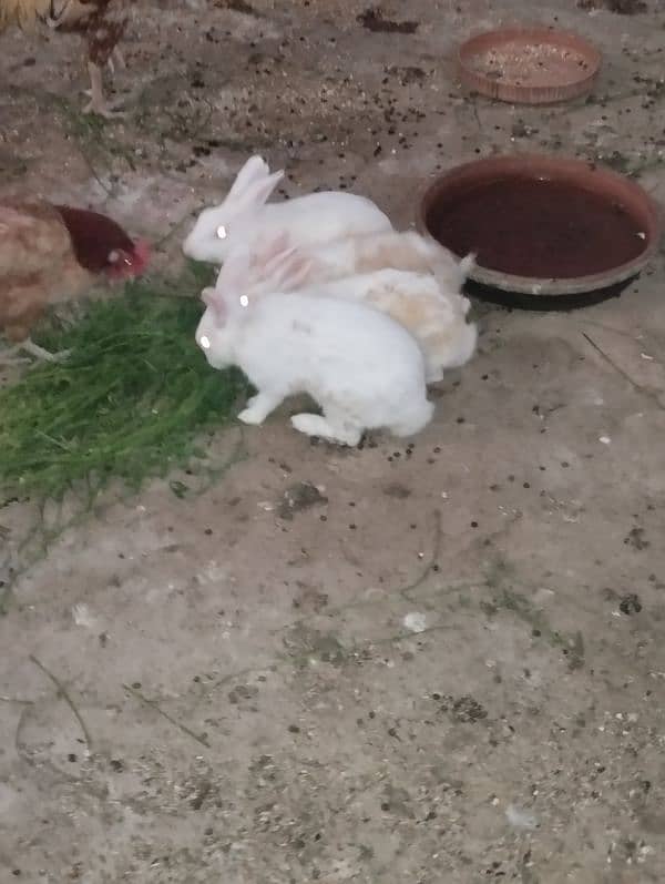 Selling Rabbit's 2 pairs 2