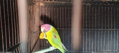 Plum headed parakeet