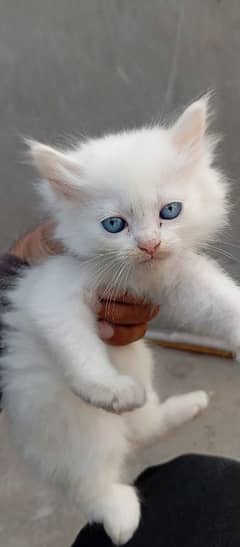 Persian Kitten for sale