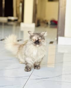 Persian cat