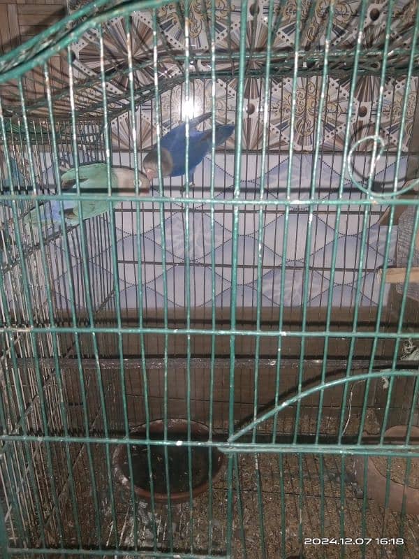 2 pair love birds with 2 cage 1