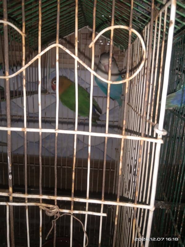 2 pair love birds with 2 cage 2