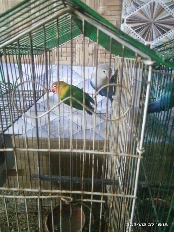 2 pair love birds with 2 cage 3