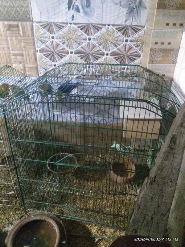 2 pair love birds with 2 cage 4