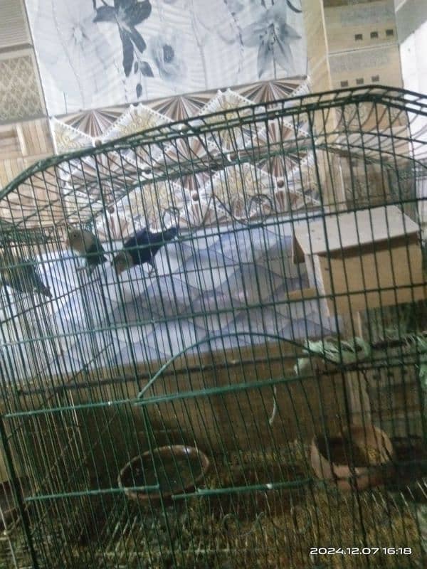 2 pair love birds with 2 cage 6