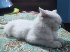 Persian kitten up for new home