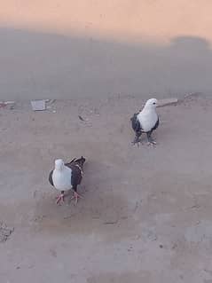 karbalai kabootar / pigeon