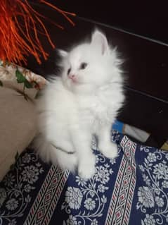 Persian kittens / trippled coated / semi punch face/ cats for sale