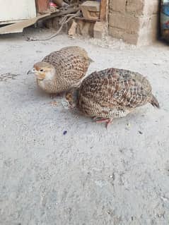 Sindhi Dakni teetar pair