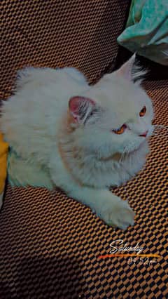 Persian Male Triple Coat for Mating