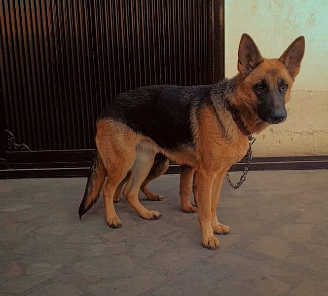 German shepherd young breeder female 0