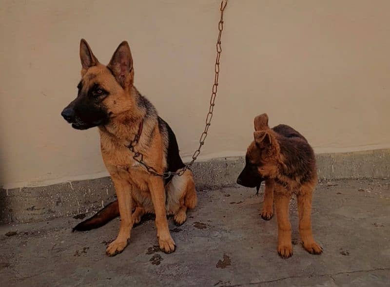 German shepherd young breeder female 2