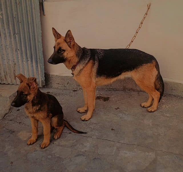 German shepherd young breeder female 3