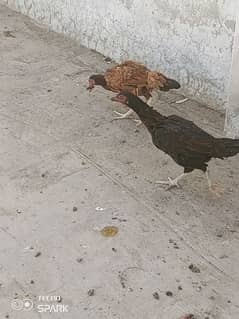 Aseel hen for sale