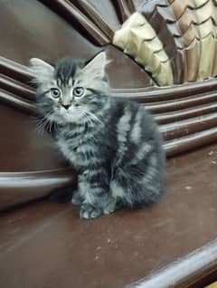 Persian kittens 1 month punch face washroom trained healthy playful