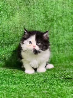 bicolor female Persian punch face triple coated kitten (03035935312)