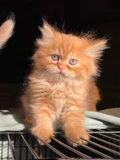 Persian Kittens Fawn