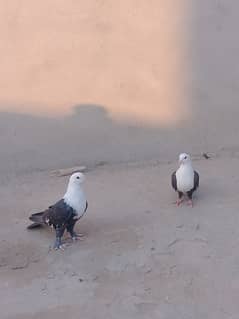 karbalai kabootar / pigeon