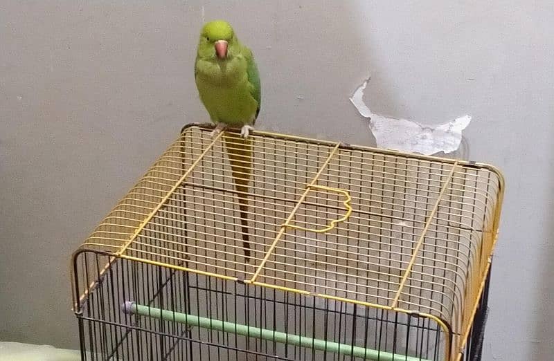 female talking ringneck ( bolnay Wala hara tota mitthu ) 1