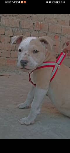 pitbull puppy for sale