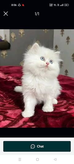 Persian cat My WhatsApp number 03379701486 for sale