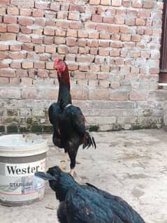 White O Shamo /Aseel pathy /king size/ shamo chicks/high Quality shamo