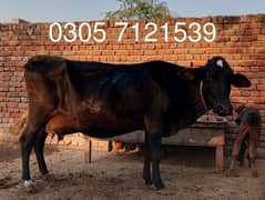 jersey Friesian cow